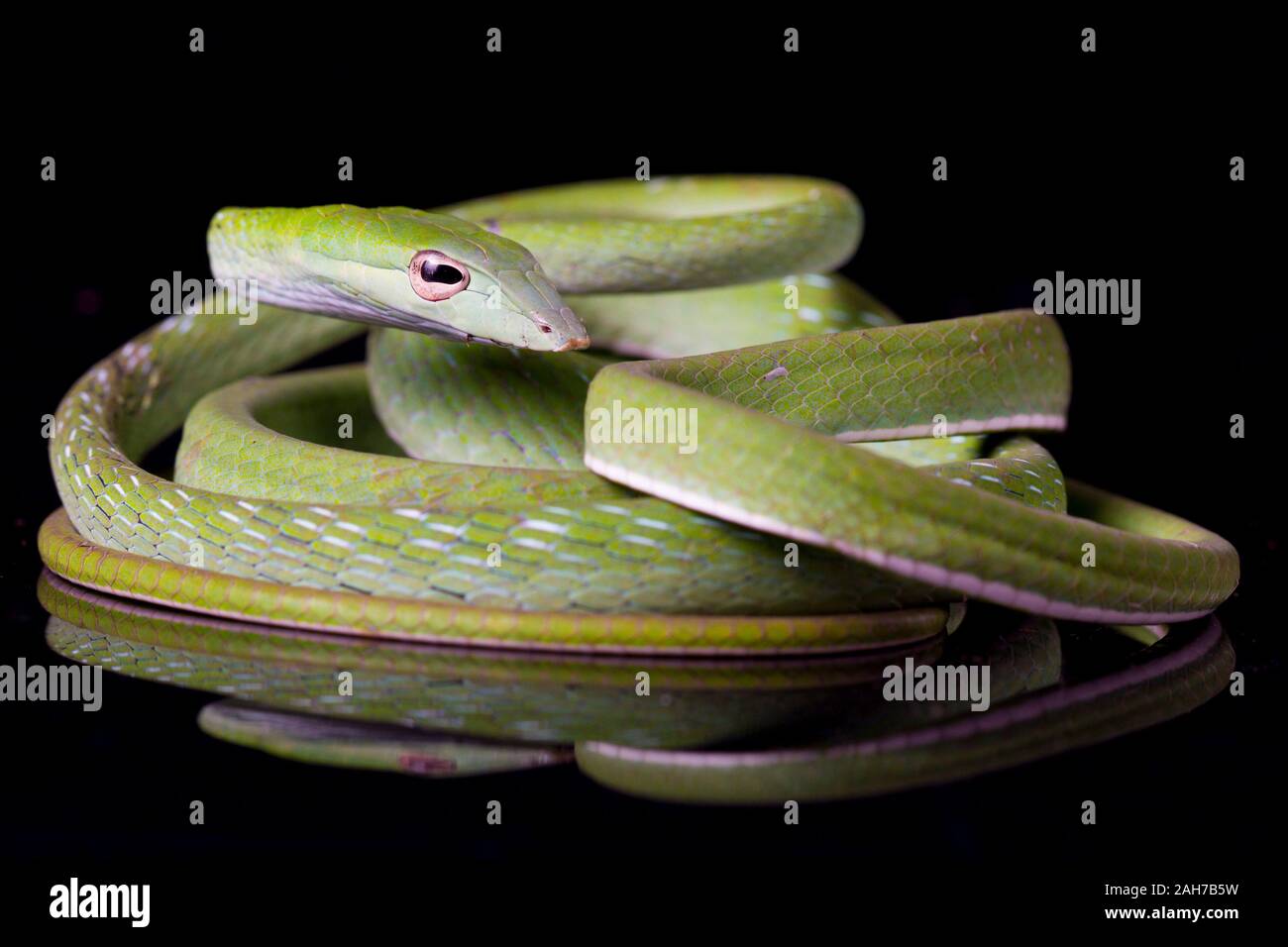 Green Vine Snake Pet Hi res Stock Photography And Images Alamy green-vine-snake-pet-hi-res-stock-photography-and-images-alamy