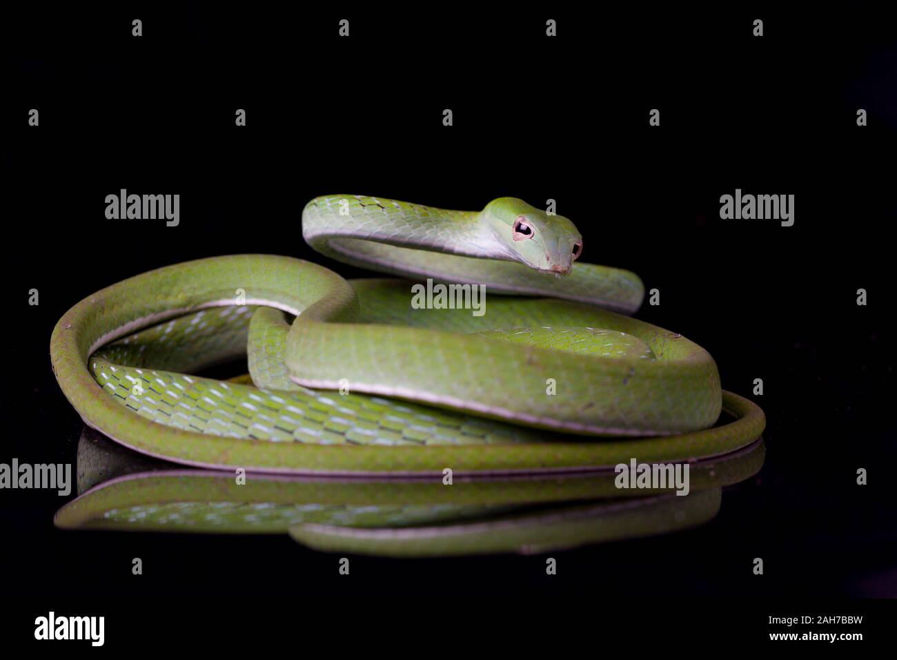 Asian vine snake / Ahaetulla prasina isolated on black background Stock ...