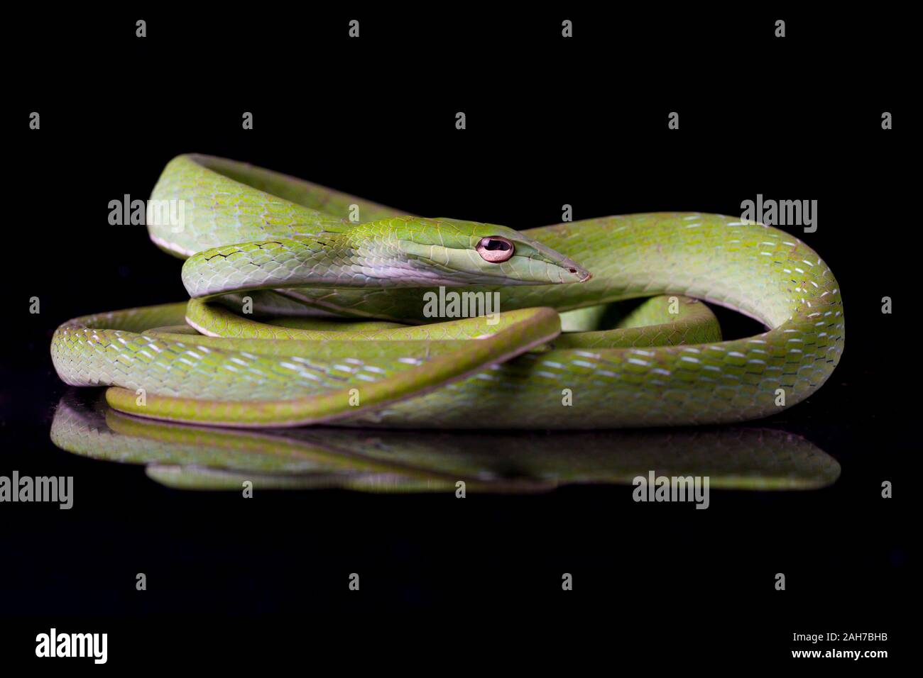 Green Vine Snake Pet Hi res Stock Photography And Images Alamy green-vine-snake-pet-hi-res-stock-photography-and-images-alamy
