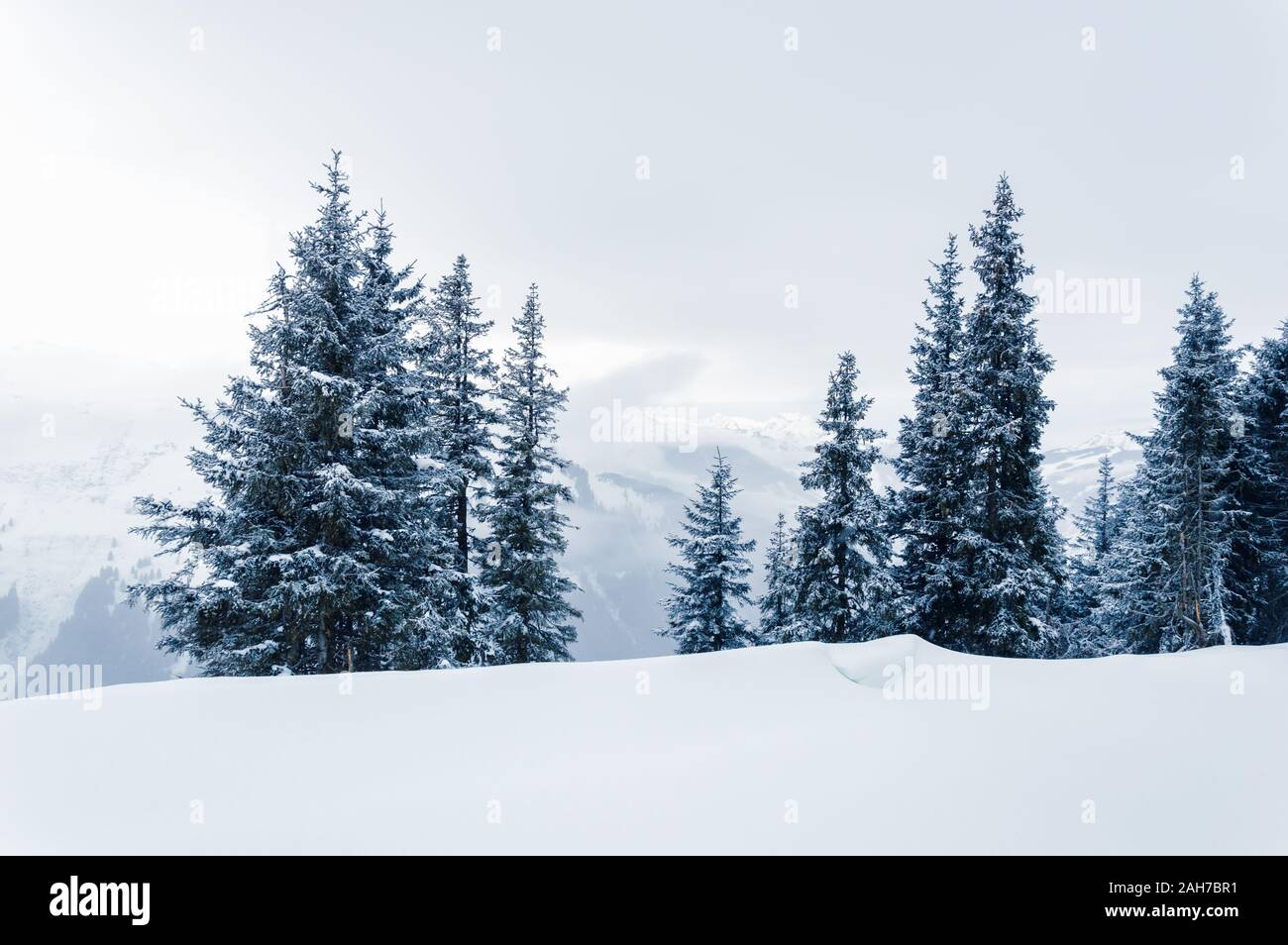 White winter landscape with snow, fir trees, foggy mountains and overcast sky with low clouds in Schmittenhohe near Zell am See Kaprun ski resort in A Stock Photo