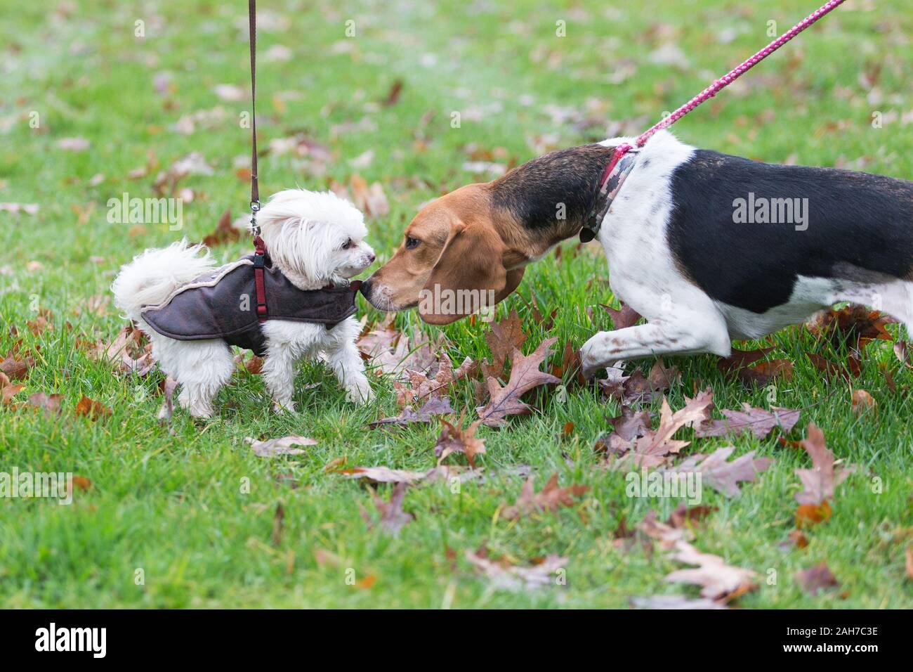 Hagley, Worcestershire, UK. 26th December 2019. Dogs greet each other as the Albrighton and Woodland Hunt gathers at Hagley Hall on Boxing Day for its traditional annual meet. Peter Lopeman/Alamy Live News Stock Photo