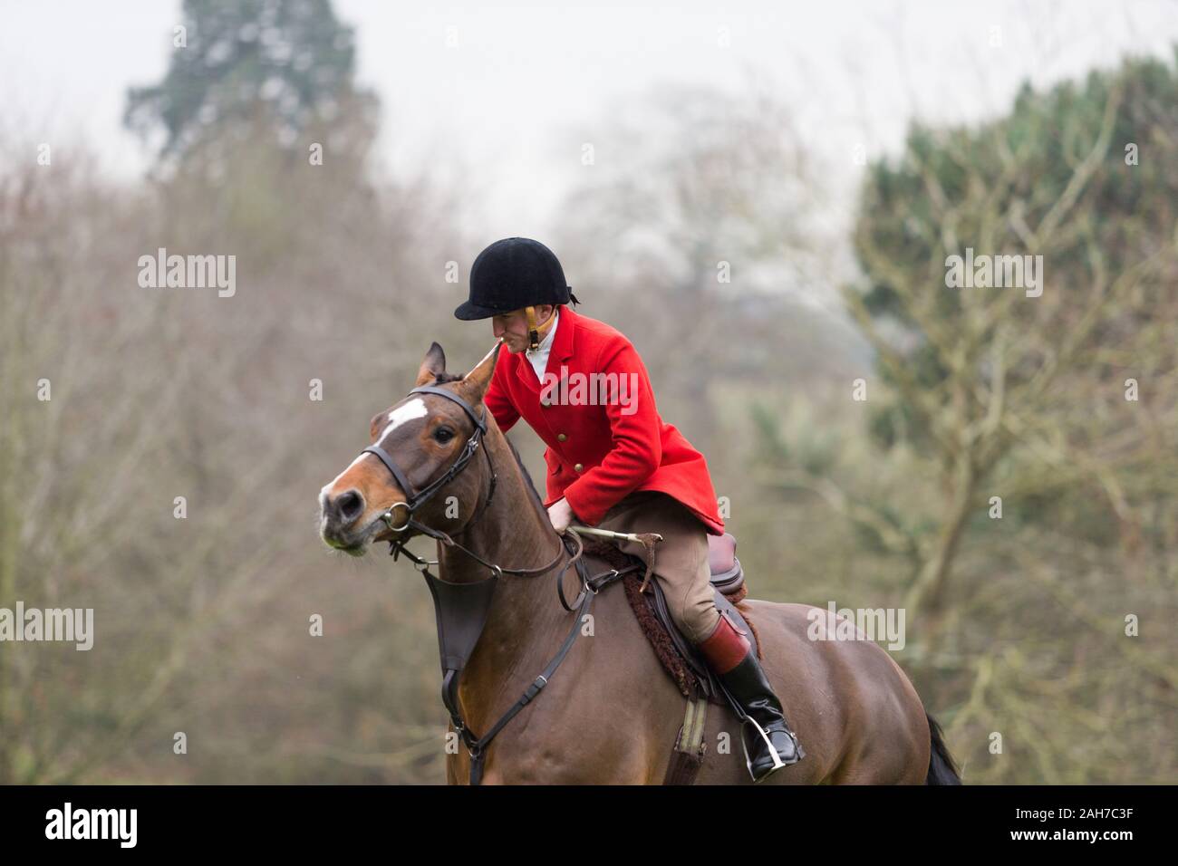 Hagley, Worcestershire, UK. 26th December 2019. The Albrighton and Woodland Hunt meets at Hagley Hall on Boxing Day for its traditional annual meet. Peter Lopeman/Alamy Live News Stock Photo