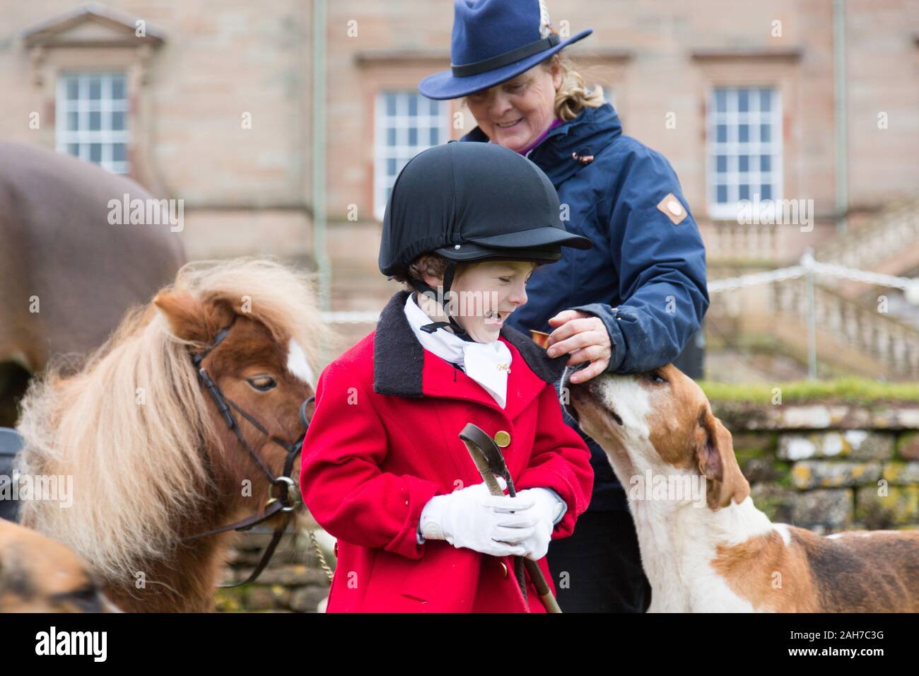 Hagley, Worcestershire, UK. 26th December 2019. 6-year-old Henley Mills gets attention from the hounds as the Albrighton and Woodland Hunt gathers at Hagley Hall on Boxing Day for its traditional annual meet. Peter Lopeman/Alamy Live News Stock Photo