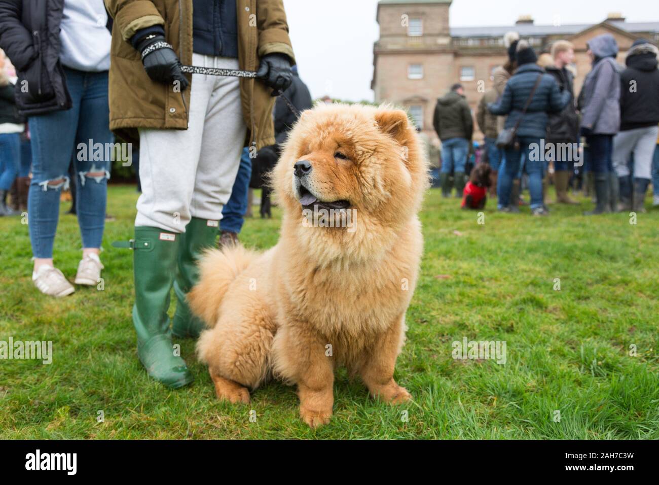 Hagley, Worcestershire, UK. 26th December 2019. 9-month-old Chester, a Chow Chow, waits patiently as the Albrighton and Woodland Hunt gathers at Hagley Hall on Boxing Day for its traditional annual meet. Peter Lopeman/Alamy Live News Stock Photo
