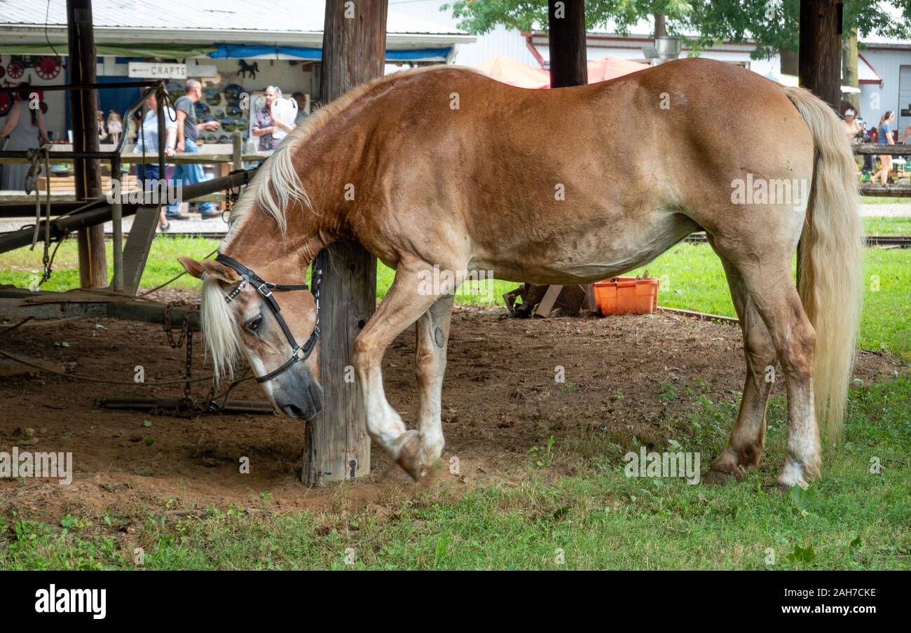 A Horse Tied To A Post On A Farm And Pawing The Ground Stock Photo Alamy A Horse Tied To A Post On A Farm And Pawing The Ground Stock Photo Alamy