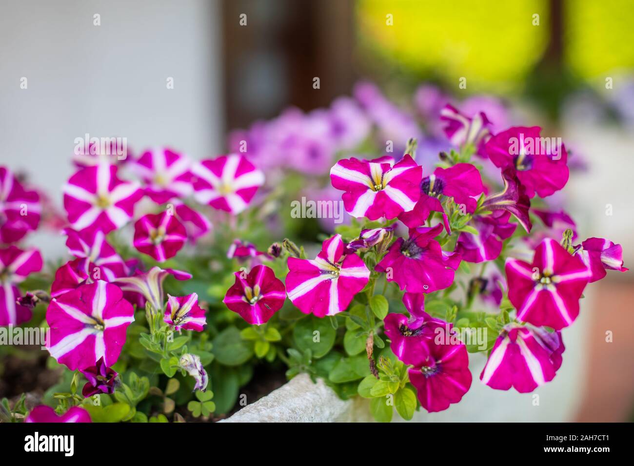 Close up of a flower pot full of purple and white petunias, against a green bokeh background Stock Photo