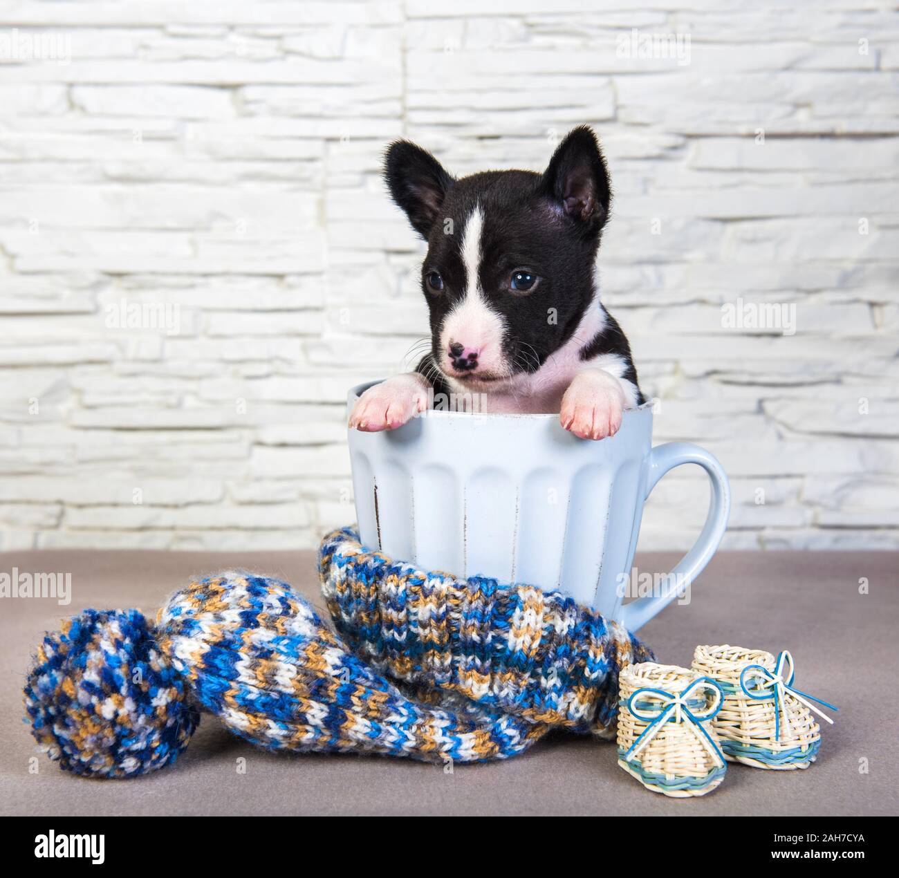 Cute basenji puppy dog is sitting in big blue cup Stock Photo - Alamy