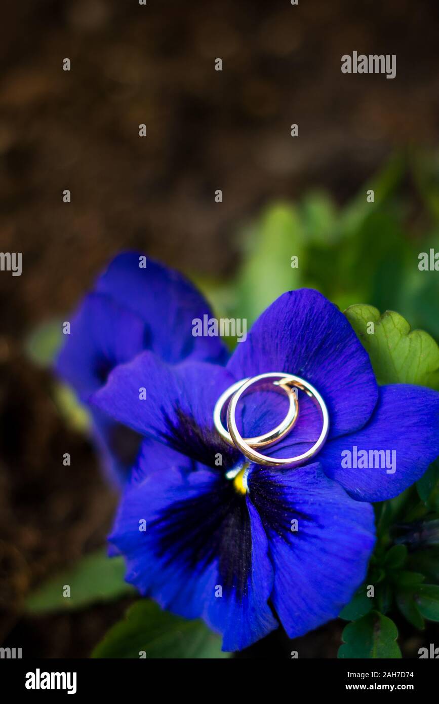 Close up of two golden wedding rings lying on a blue iris blossom Stock Photo