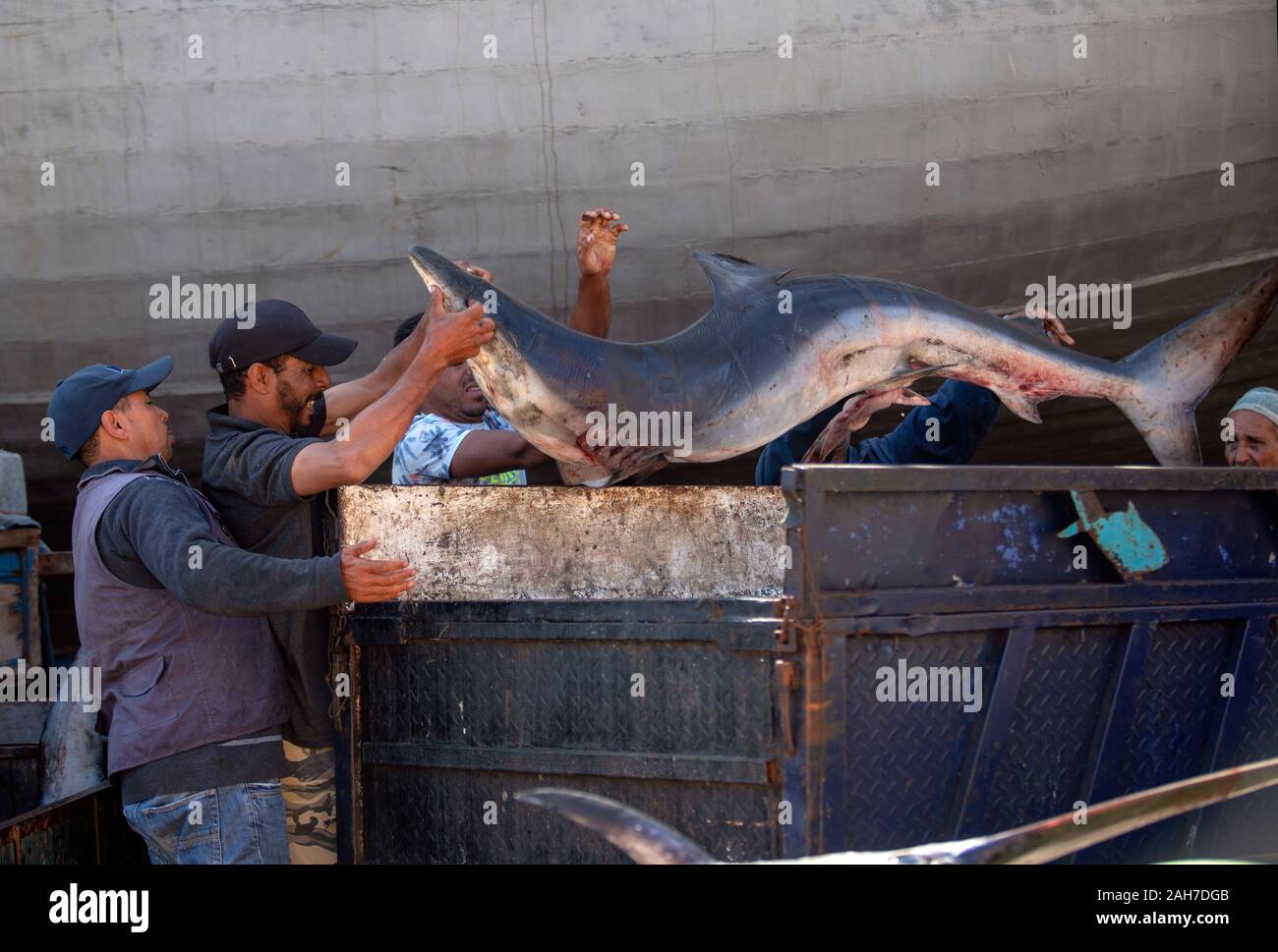 Men loading a shark into a trailer Stock Photo