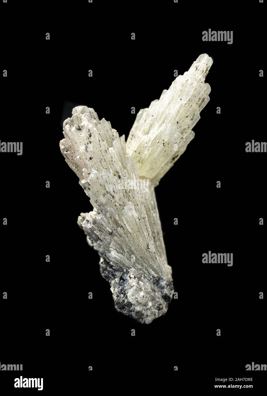 Collectible mineral strontianite specimen; radial splice of white crystals isolated on a black background; Mine number 5, Long Mountain, village Vishn Stock Photo
