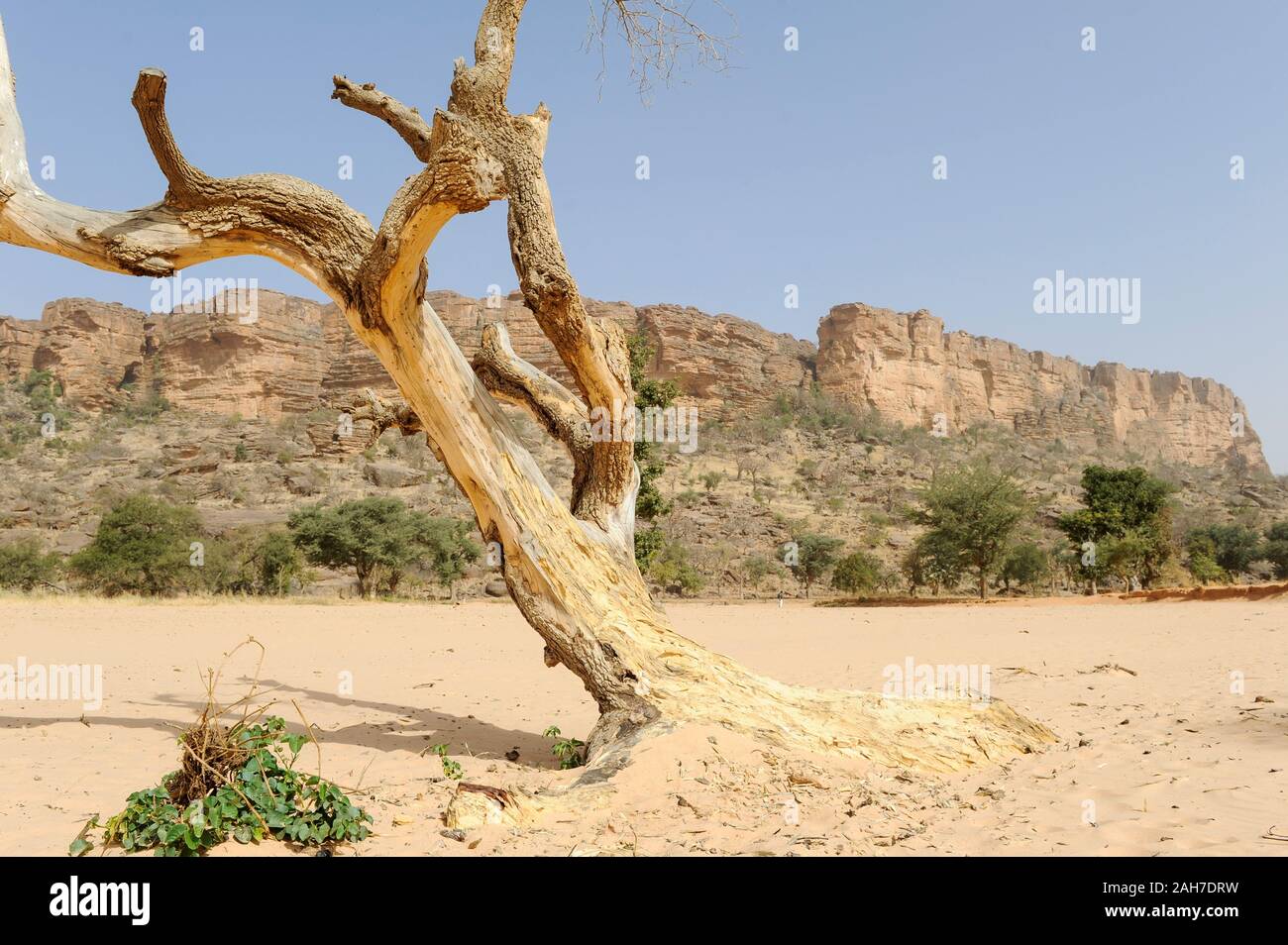 MALI,  Bandiagara, Dogonland, habitat of the ethnic group Dogon, Falaise rock formation, sand dune and dead tree Stock Photo