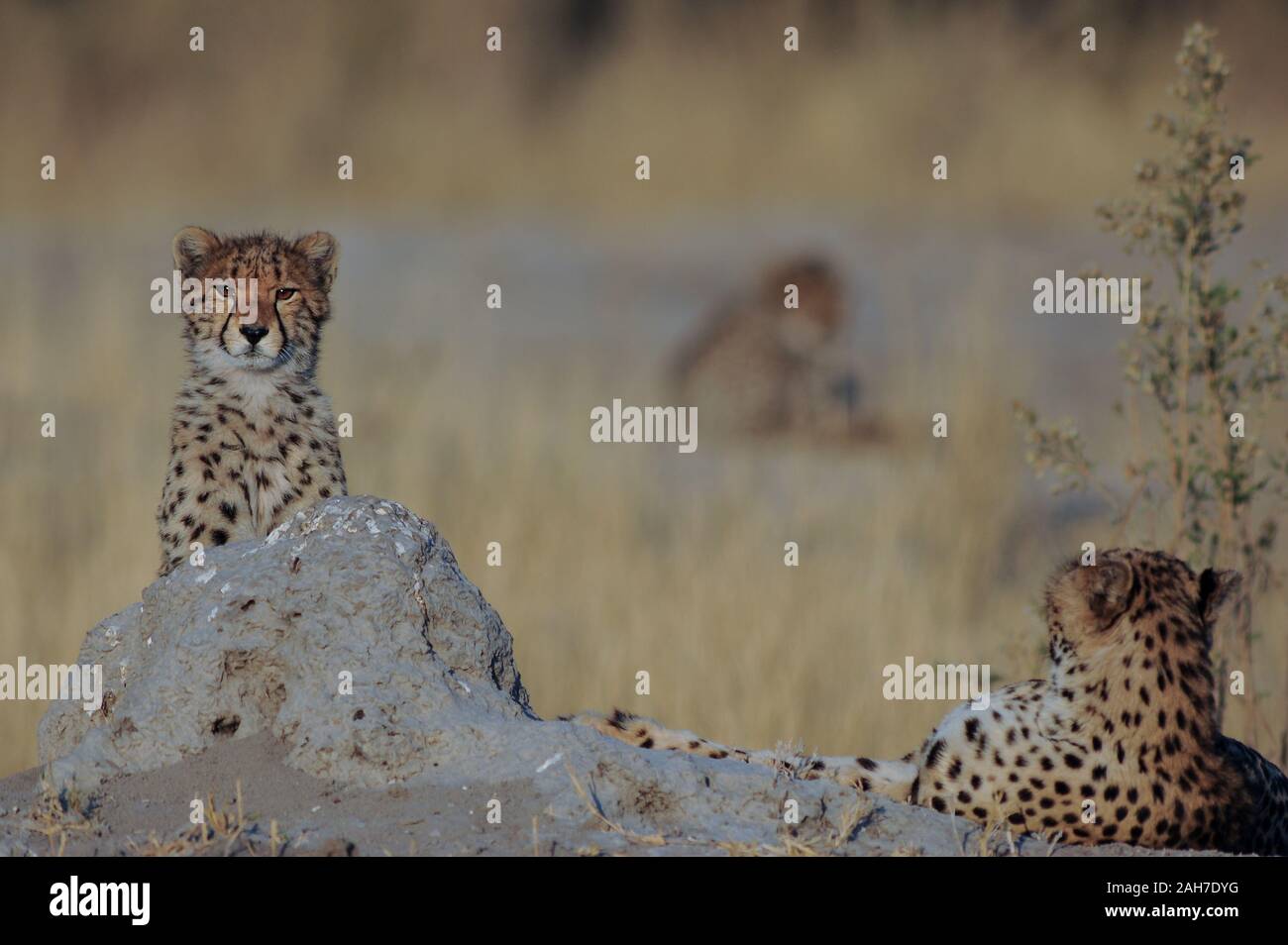 Cheetah (acinony jubatus) mother with two cubs in early morning light in Moremi NP (third bridge), Botswana, Africa Stock Photo