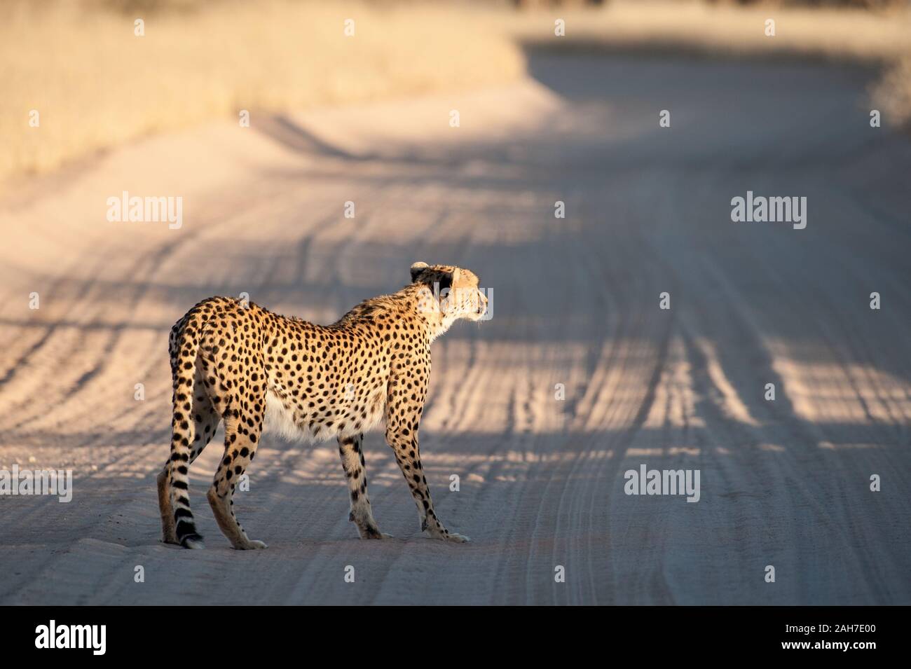 Cheetah (acinonyx jubatus) on hunt crossing sand road in Kgalagadi NP, South Africa Stock Photo