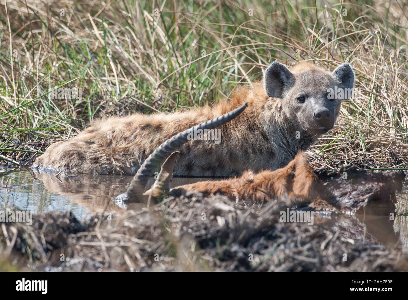 Hyena with red lechwe kill (stolen from a leopard) in Moremi NP (Khwai area), Botswana, Africa Stock Photo
