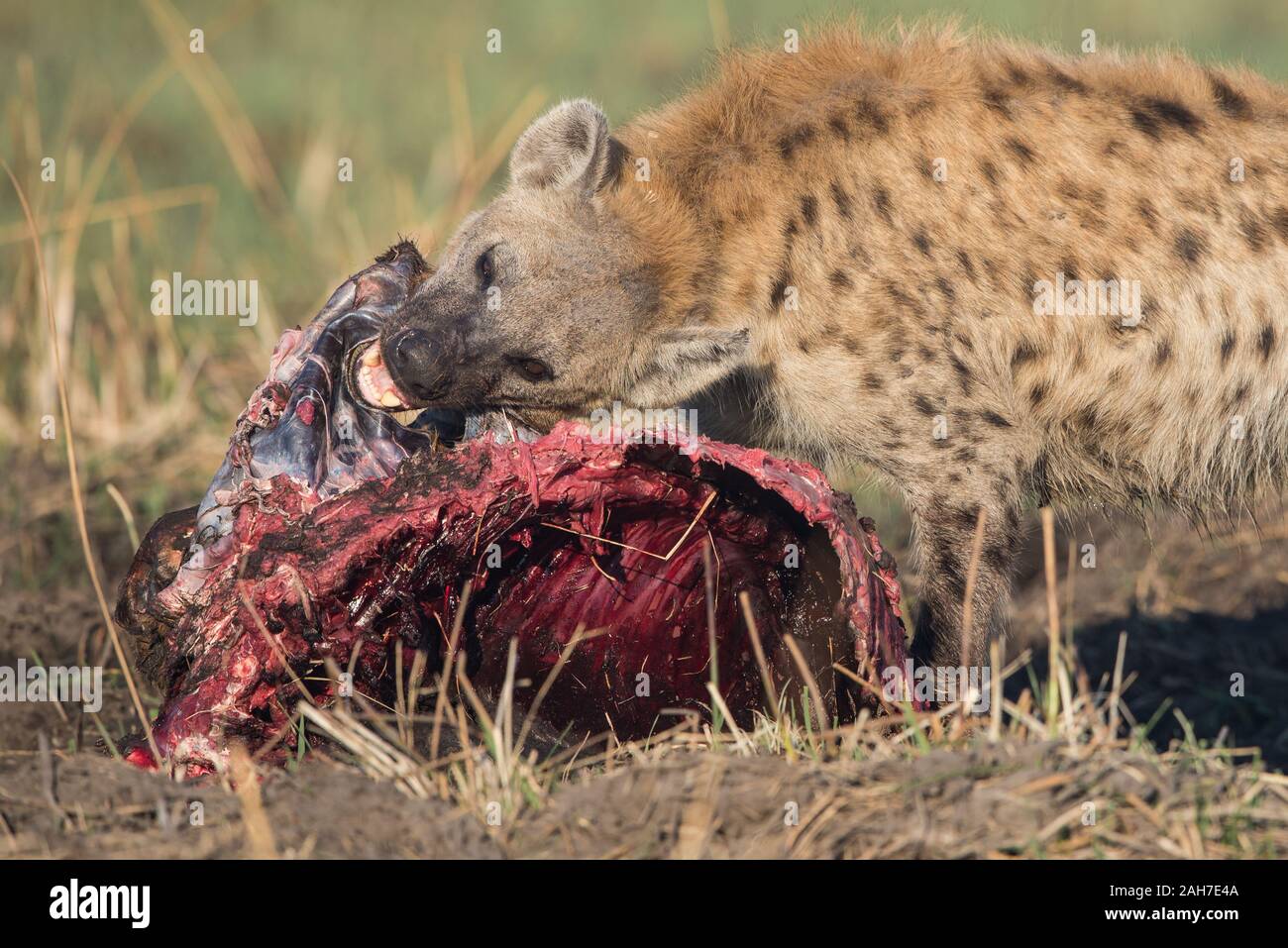 Hyena with red lechwe kill (stolen from a leopard) in Moremi NP (Khwai area), Botswana, Africa Stock Photo