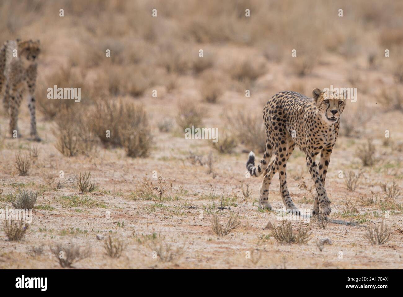 Cheetah (acinonyx jubatus) morther with cub on hunt in Kgalagadi NP (Mata Mata), South Africa Stock Photo