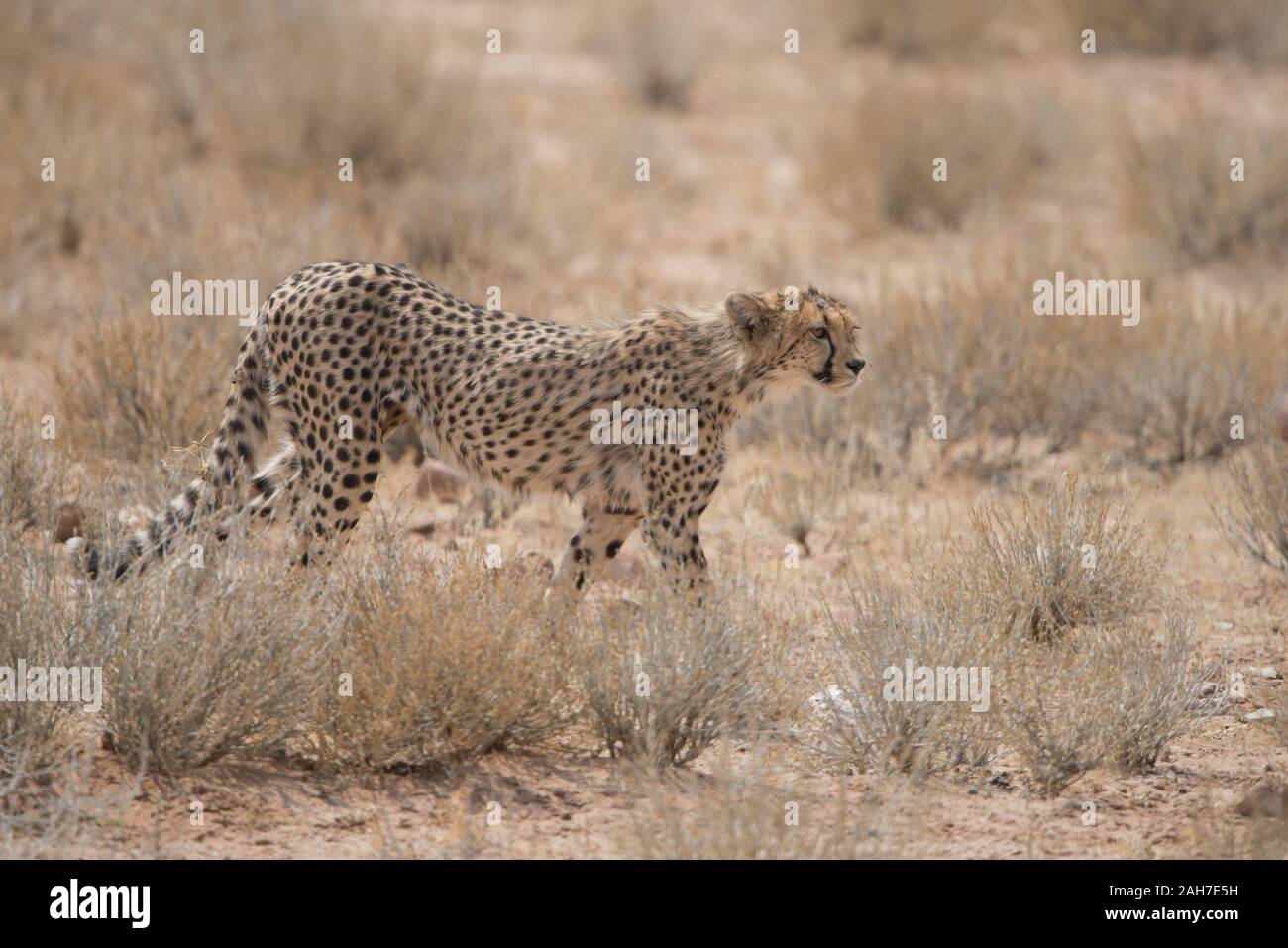Cheetah (acinonyx jubatus) morther with cub on hunt in Kgalagadi NP (Mata Mata), South Africa Stock Photo