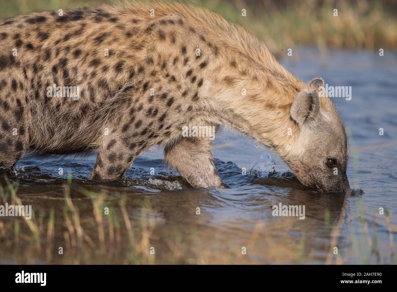 Hyena takiing a morning bath in Moremi NP (Khwai river), Botswana Stock Photo