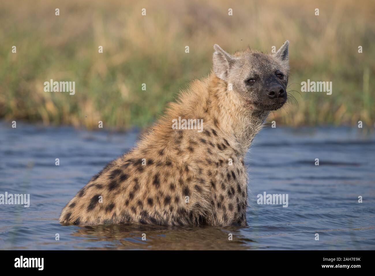 Hyena takiing a morning bath in Moremi NP (Khwai river), Botswana Stock Photo