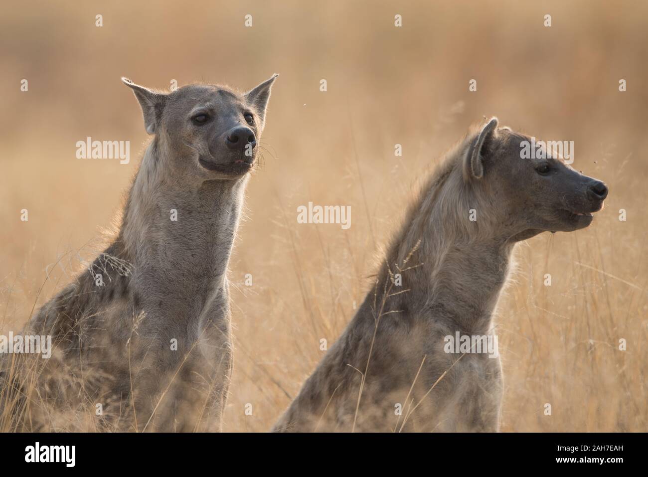 Two watchfull  hyena in early morning sunlight in Moremi NP (Black Pools), Botswana, Africa Stock Photo