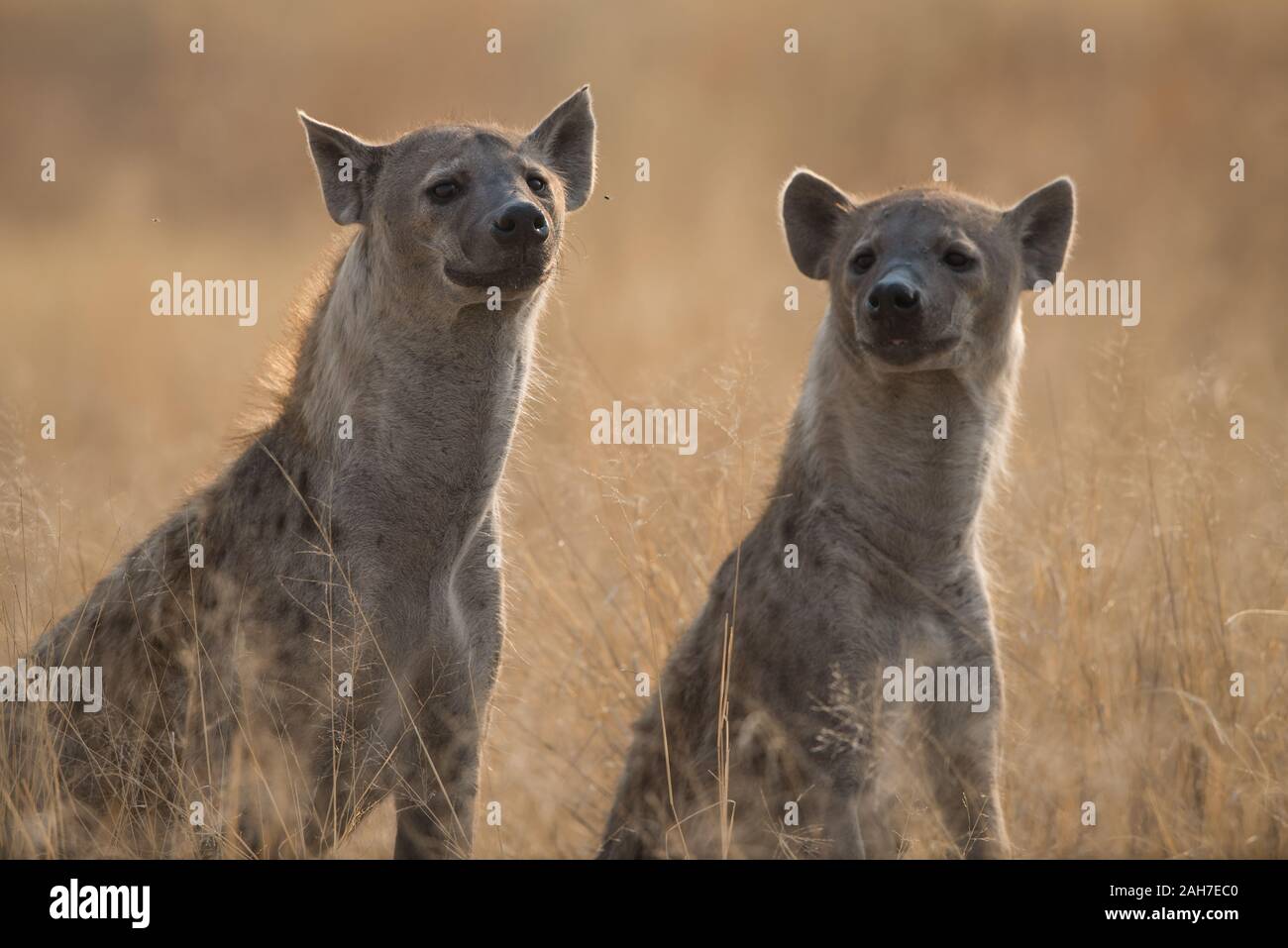 Two watchfull  hyena in early morning sunlight in Moremi NP (Black Pools), Botswana, Africa Stock Photo