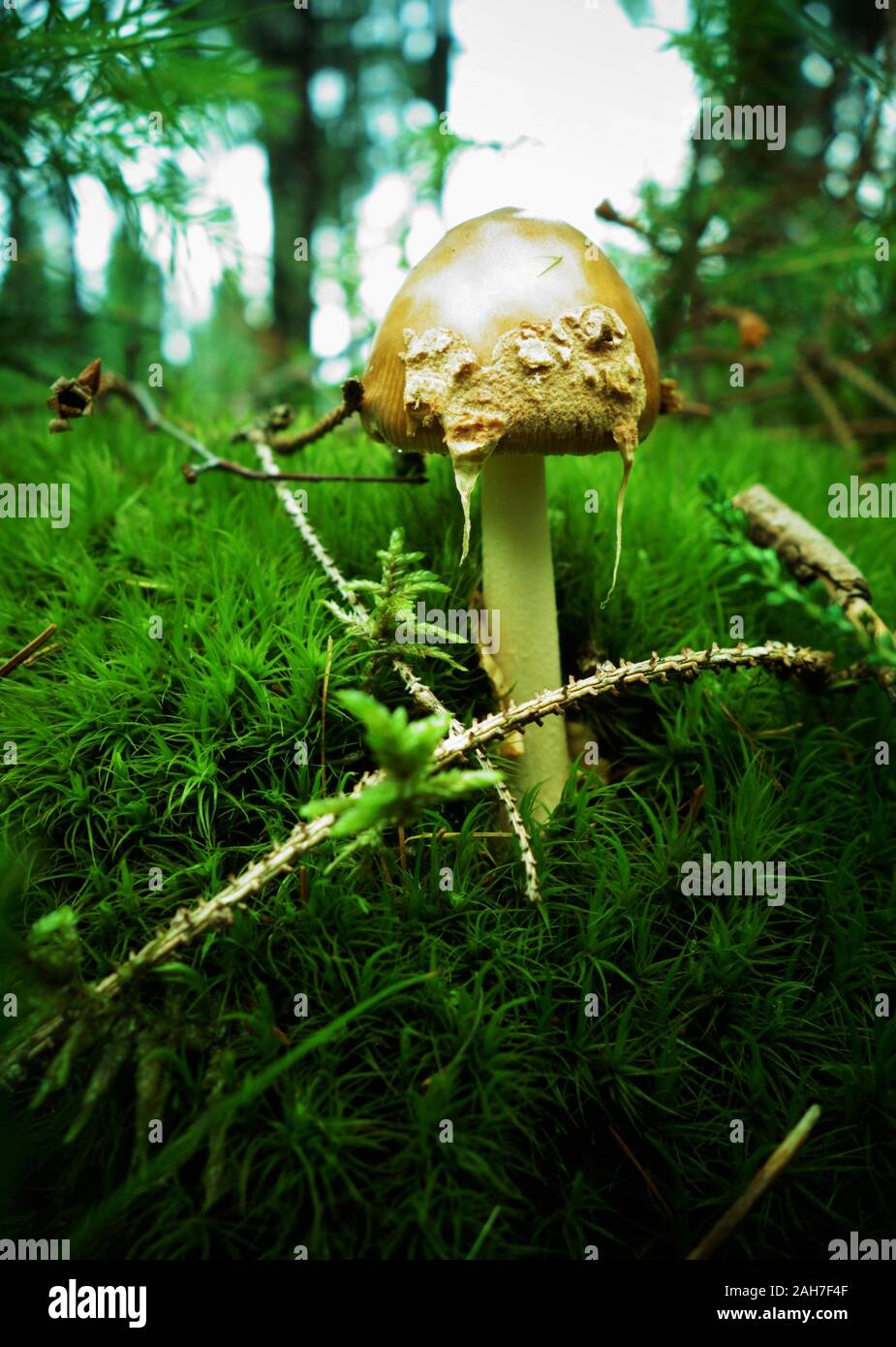 Mushroom with brown cap and white stem Stock Photo