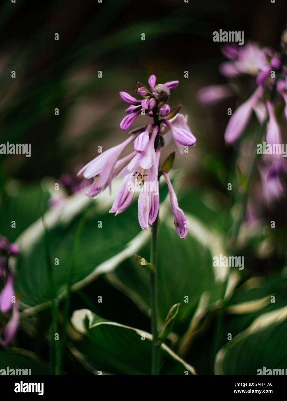 Beautiful purple flowers hosta, funkia on a green blurred background closeup. Decorative garden plant with large green leaves with white stripes. Stock Photo