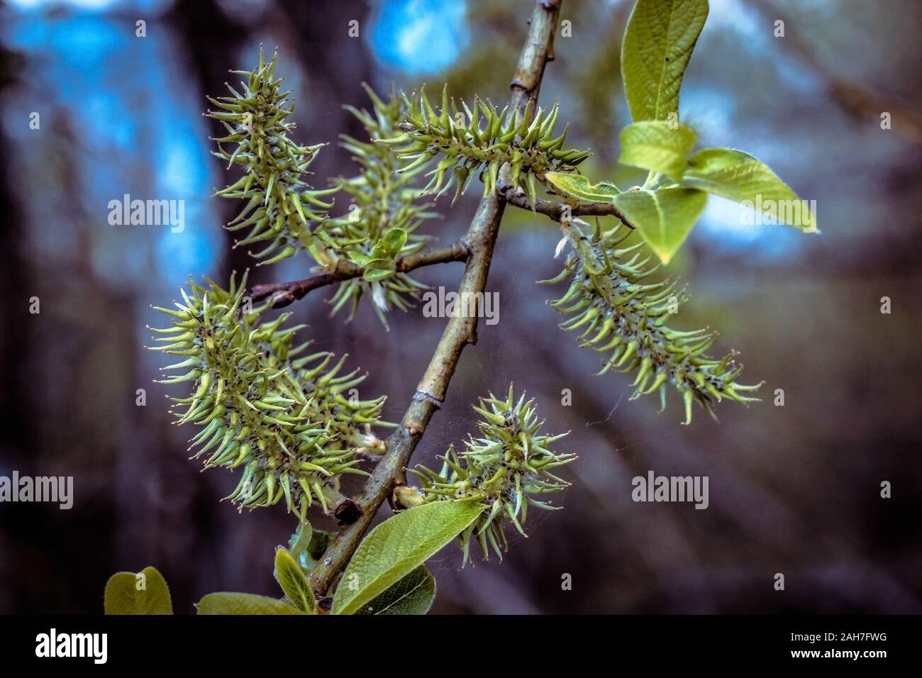 Bright green buds and willow leaves on a blue background. Willow earrings. Early spring. Plants