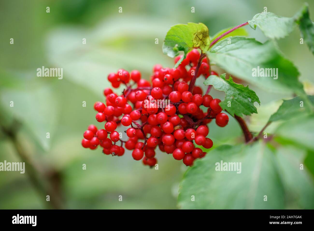 Red elderberry on a green background close up. Sambucus racemosa