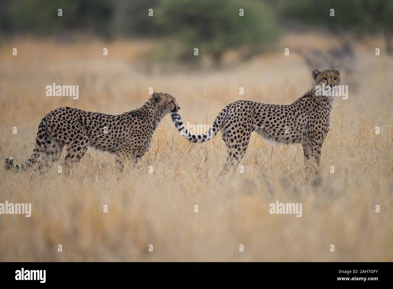 Cheetah (acinonyx jubatus) coalition in Central Kalahari, Botswana, Africa Stock Photo
