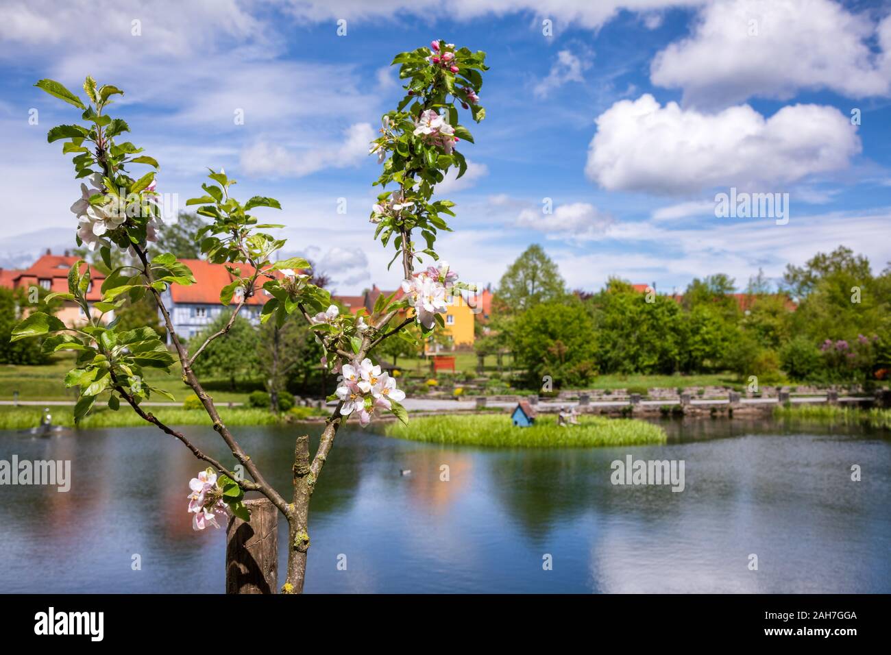 Blooming apple tree with town park and Rothenburg pond at background, Dinkelsbuhl Old Town, Central Franconia, Bavaria, Germany, a popular travel dest Stock Photo