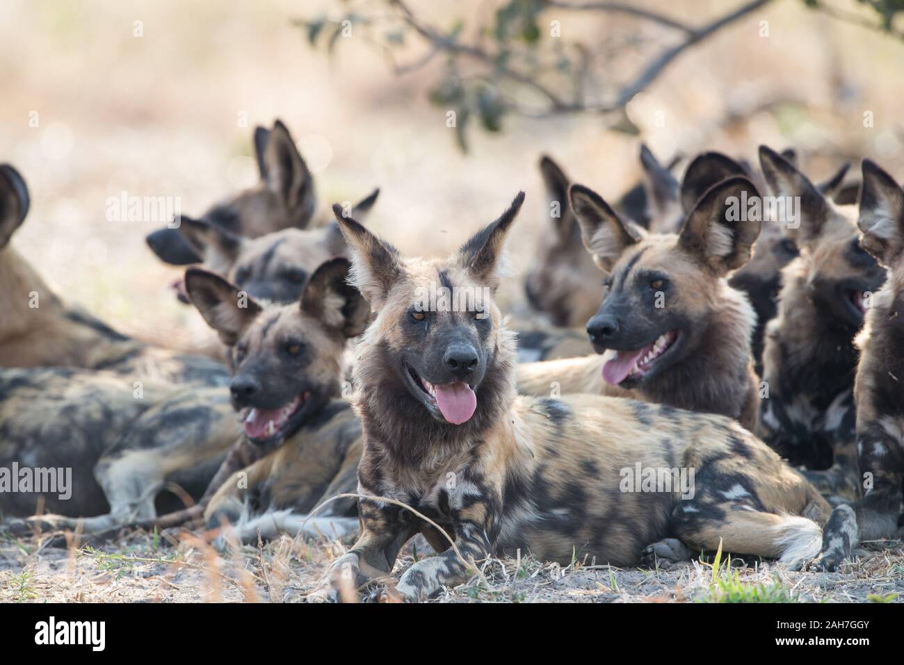African wild dogs pack hires stock photography and images Alamy