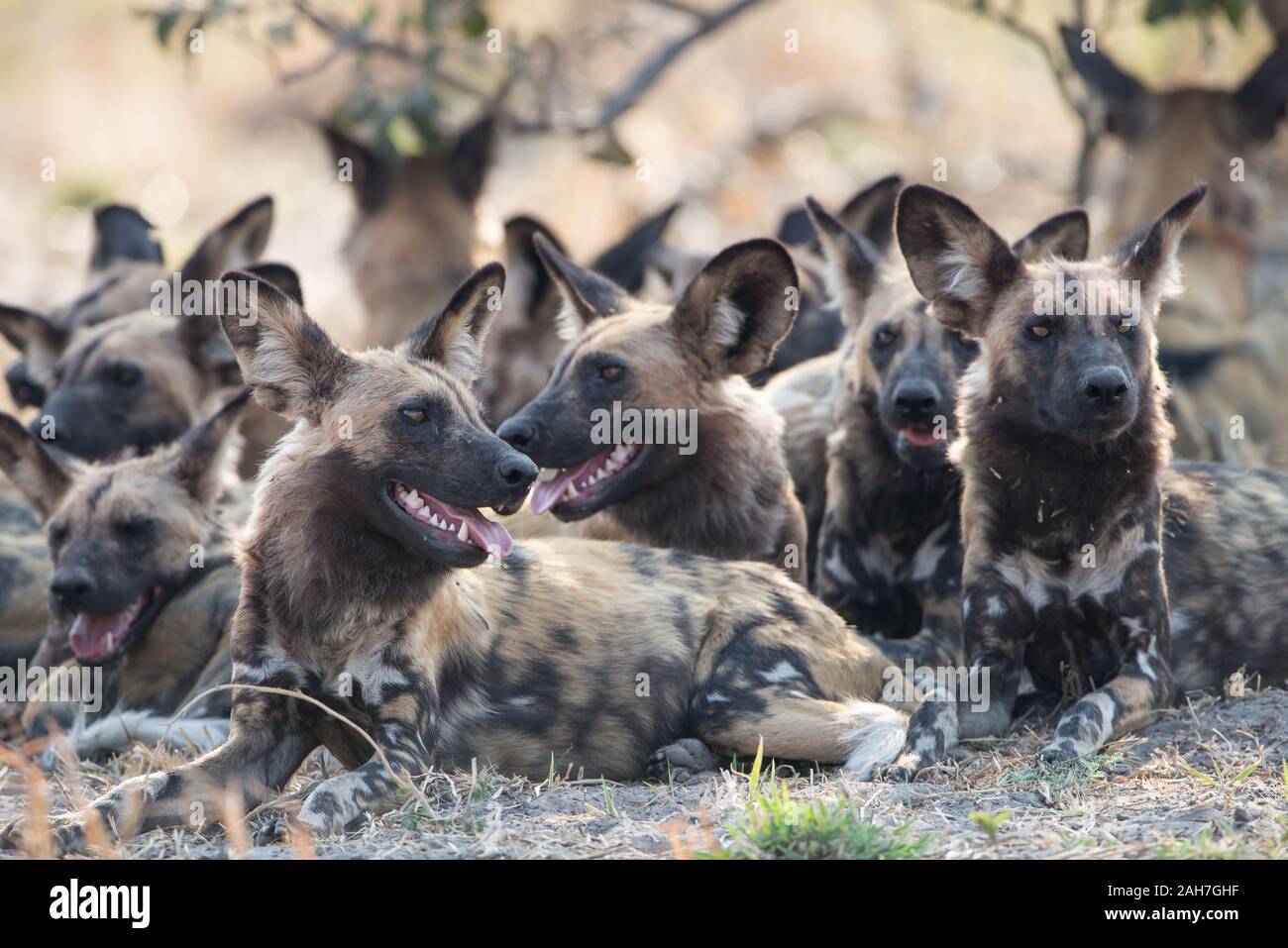 Pack of African wild dogs (lycaon pictus) resting in half shade in Savuti (Chobe NP), Botswana Stock Photo