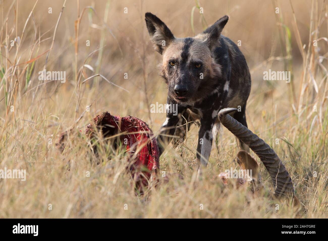 can african wild dogs kill humans