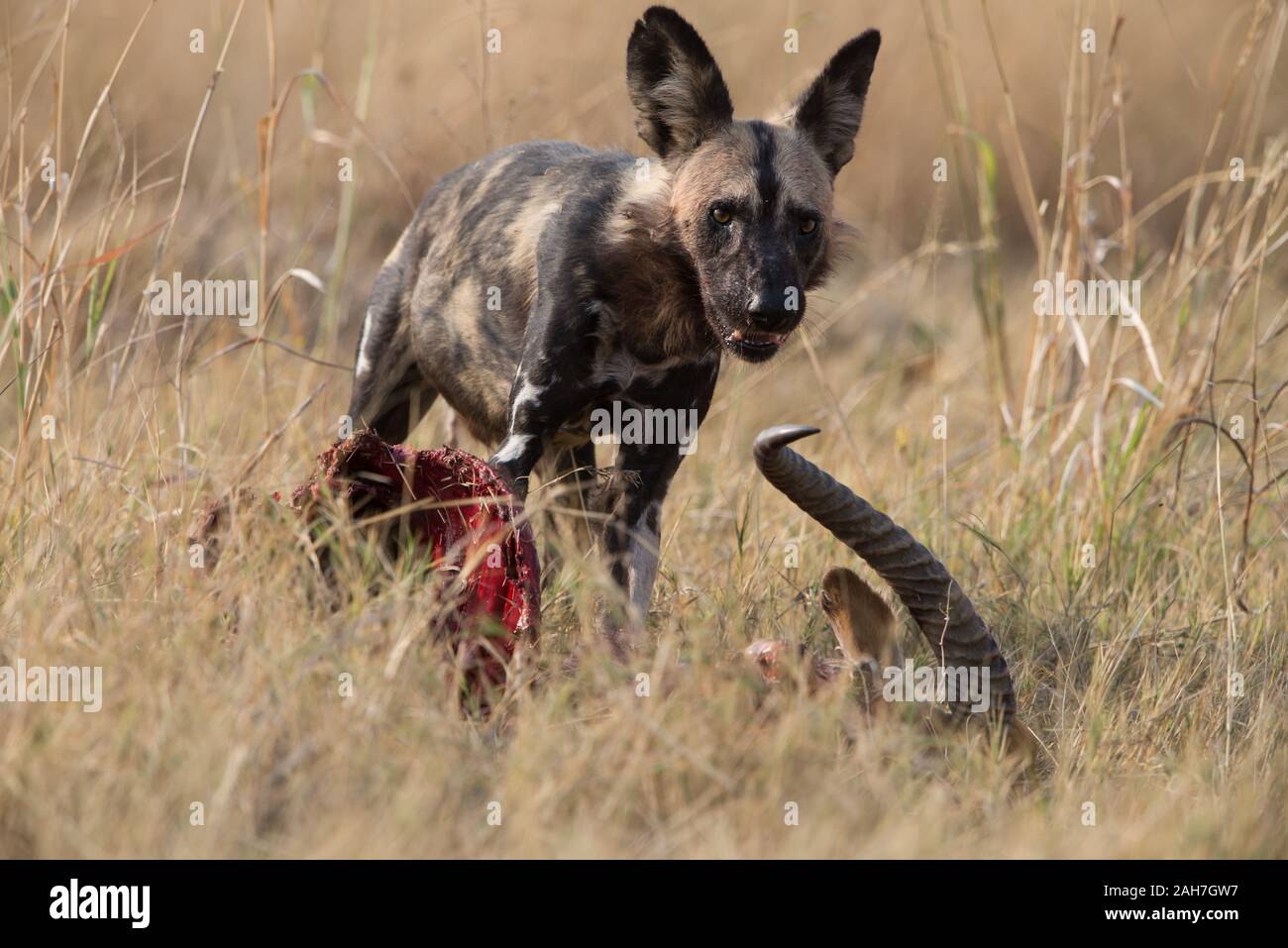 African wild dog (lycaon pictus) with red lechwe kill which was stolen from a leopard in Moremi NP (Khwai), Botswana Stock Photo