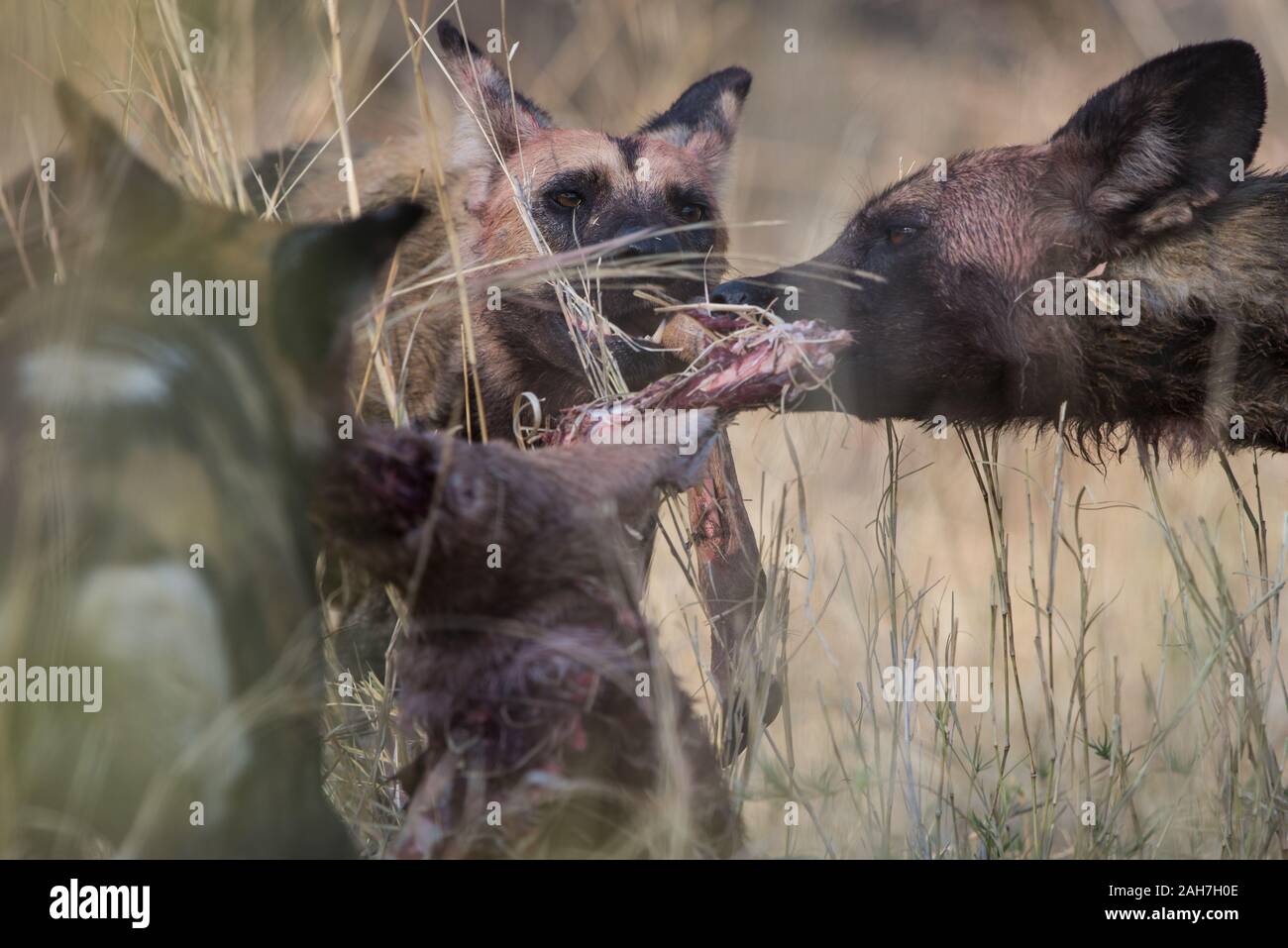 African wild dogs (lycaon pictus) with impala kill in Moremi NP (Xakanaxa), Botswana Stock Photo