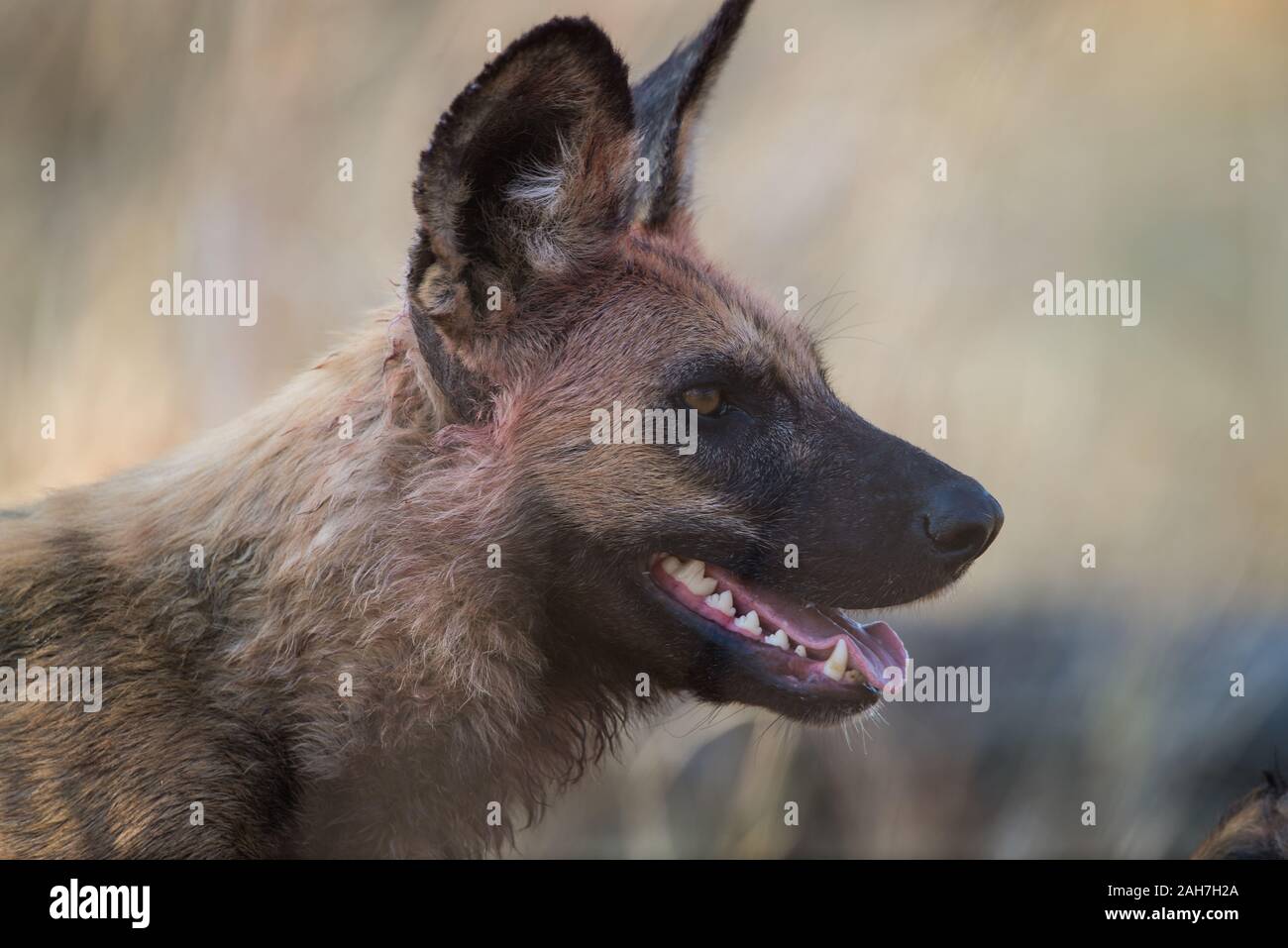 Portrait of a African wild dog (lycaon pictus) with bloody face  in Moremi NP (Xakanaxa), Botswana Stock Photo
