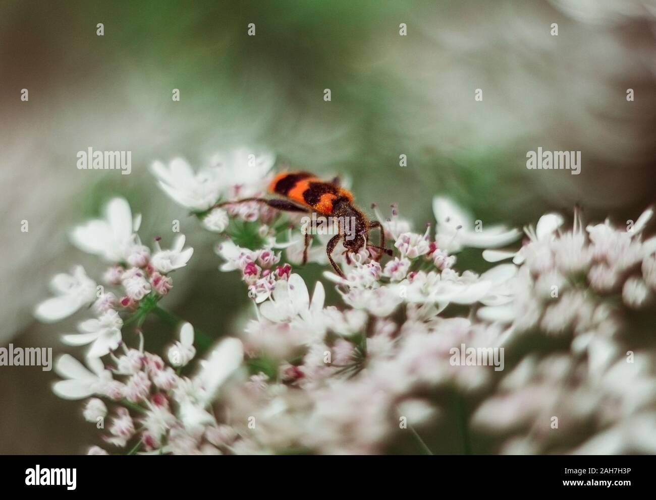 A red black striped fluffy beetle sits on a white flower on a green blurred background. Trichodes or bee beetle. Poisonous plant dog-parsley. Stock Photo