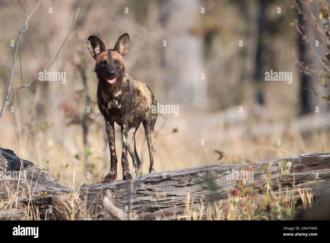 African wild dog (lycaon pictus) with bloody face after eating impala in Moremi NP (Xakanaxa), Botswana Stock Photo