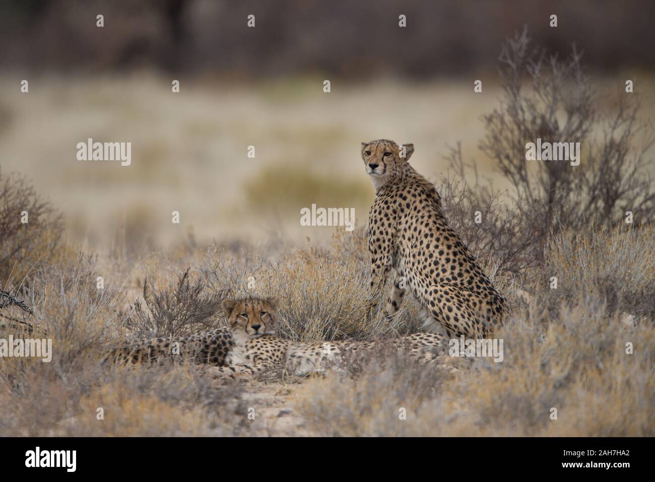 Cheetah (acinonyx jubatus)family in Kgalagadi NP (Nossob), South Africa Stock Photo