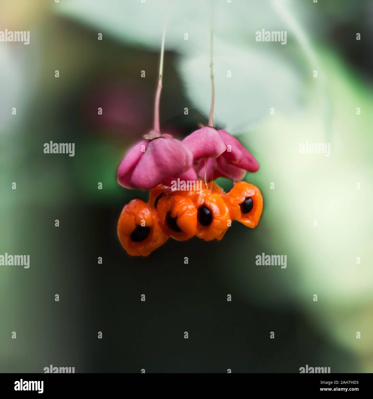 Euonymus, spindle tree, wahoo on green background. Bright pink flower with orange fruit and black seed. Close up macro. Poisonous plant. Stock Photo