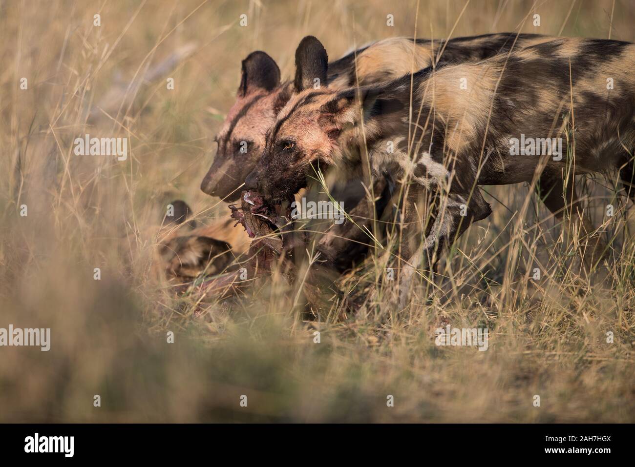 Pack of African wild dogs (lycaon pictus) with impala kill in Moremi NP (Khwai), Botswana Stock Photo