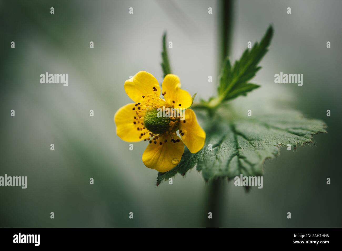 Yellow flower on green blurred background. Cinquefoil or potentilla. Side view, close-up macro. Wild flower in the meadow. Stock Photo