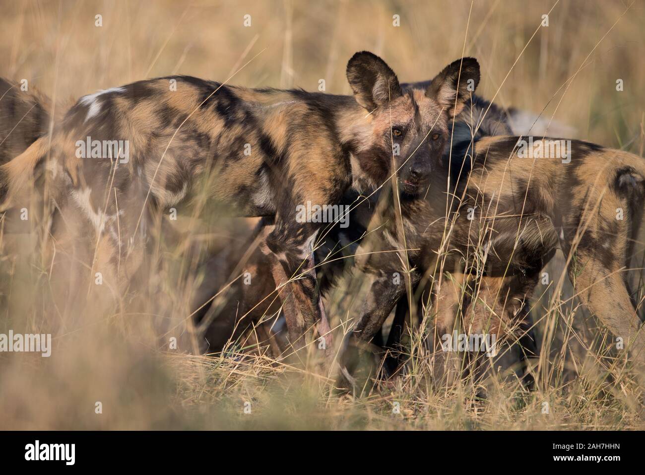 Pack of African wild dogs (lycaon pictus) with impala kill in Moremi NP (Khwai), Botswana Stock Photo
