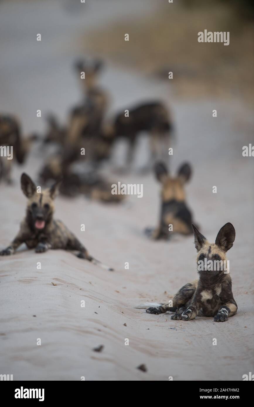 African wild dog(lycaon pictus)  pups on a sand road in Moremi NP (Xakanaxa), Botswana Stock Photo