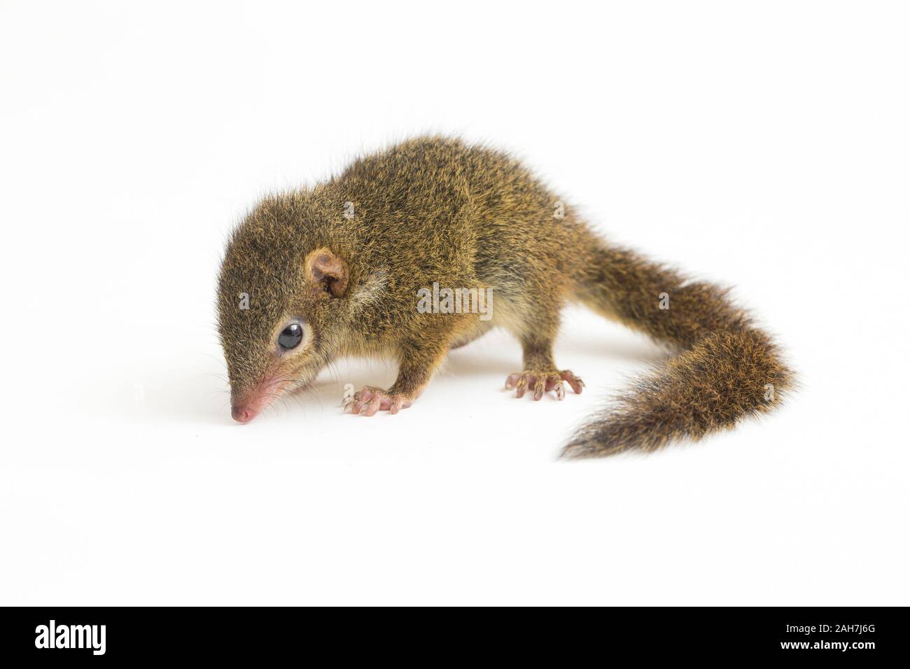 Tupaia javanica hi-res stock photography and images - Alamy