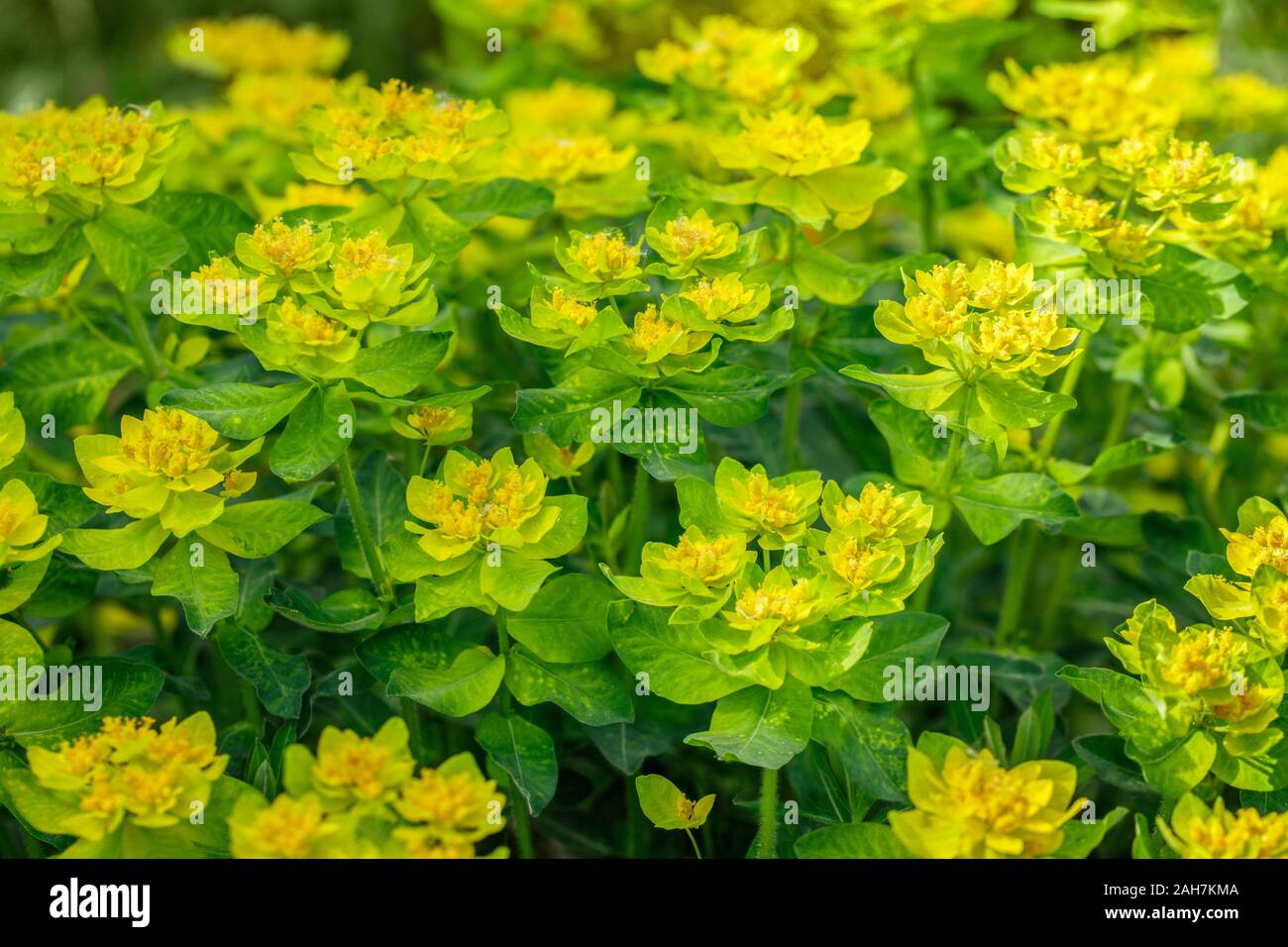 Bright yellow milkweed bushes on a green background in the garden. Floral pattern. Cushion spurge, euphorbia epithymoides on a Sunny day Stock Photo