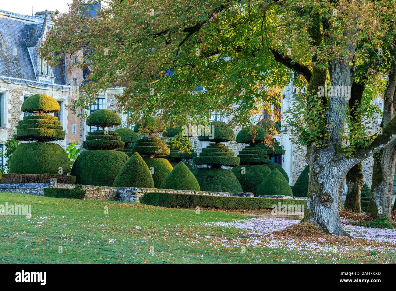 France, Maine et Loire, Champtoce sur Loire, Chateau du Pin gardens, yews cut in topiary // France, Maine-et-Loire (49), Champtocé-sur-Loire, jardins Stock Photo