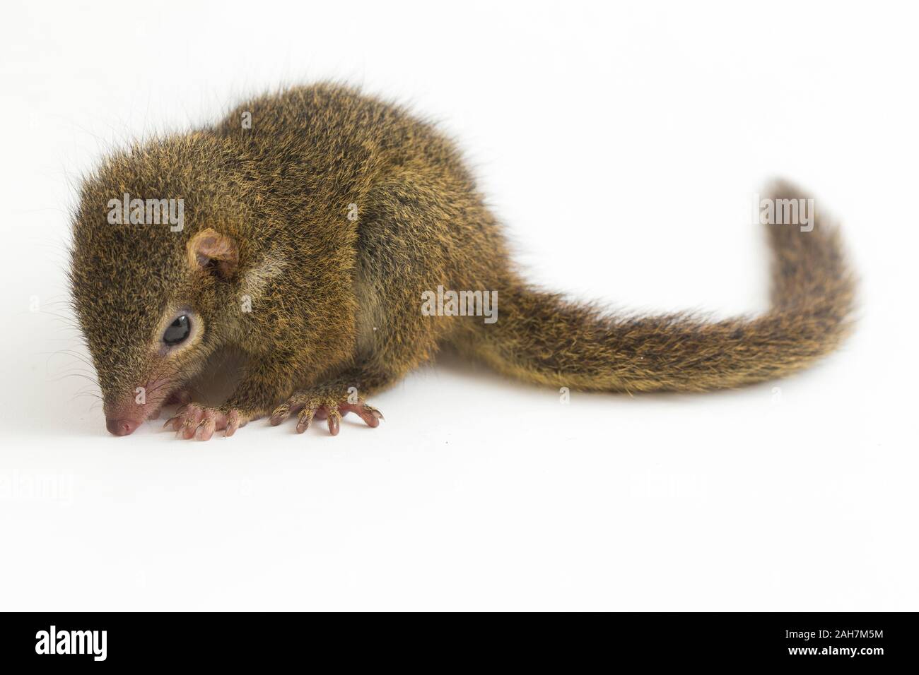 Tupaia javanica hi-res stock photography and images - Alamy
