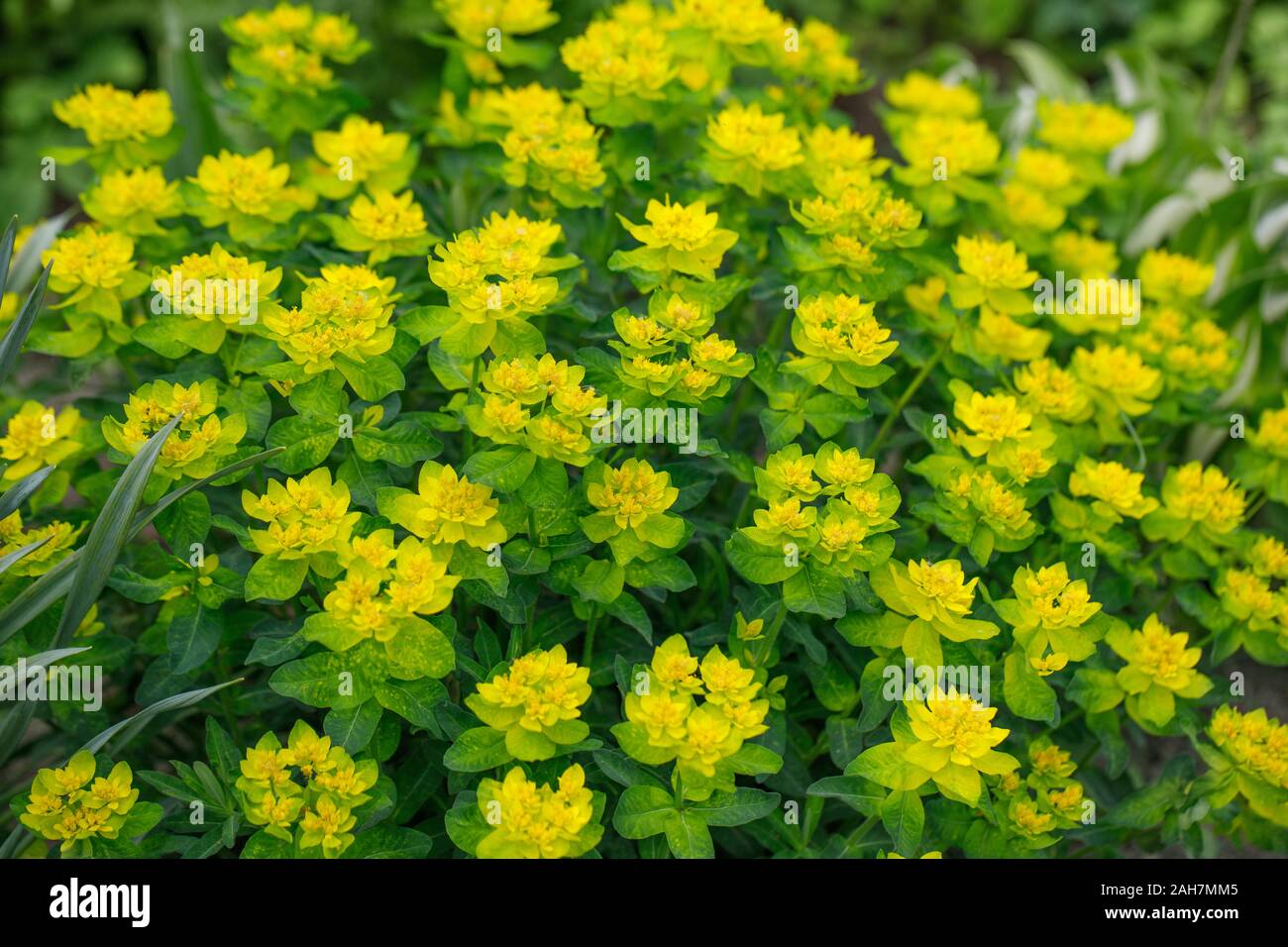 Bright yellow milkweed bushes on a green background in the garden. Cushion spurge, euphorbia epithymoides on a Sunny day. Garden decorative flowers. Stock Photo